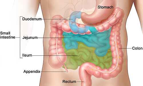 Intestine