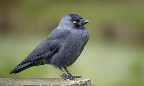 Jackdaw