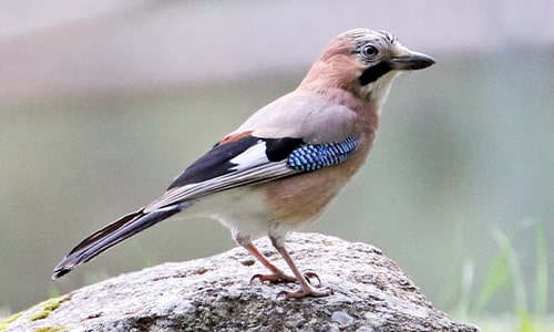 Jay Bird