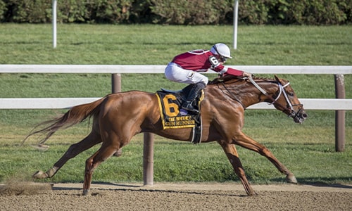 Jockey