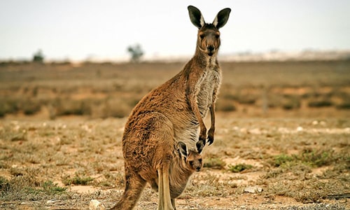 Kangaroo