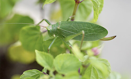 Katydids