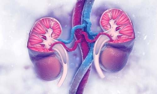 Kidneys