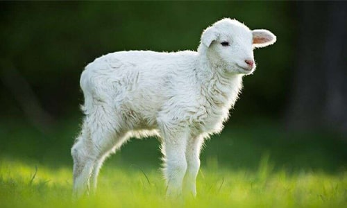 Lamb