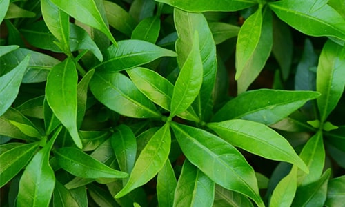 Leaves