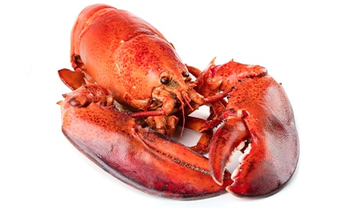 Lobster