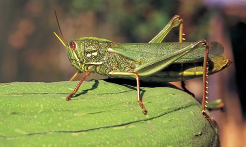 Locust