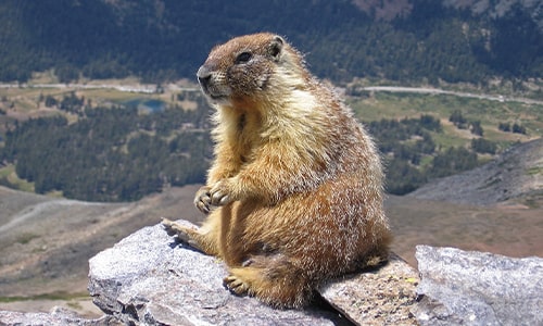 Marmot