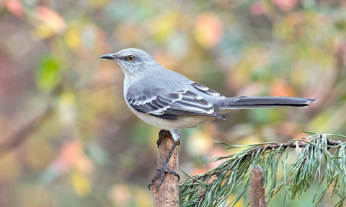 Mocking Bird