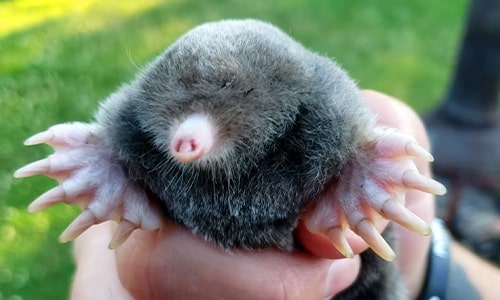 Moles