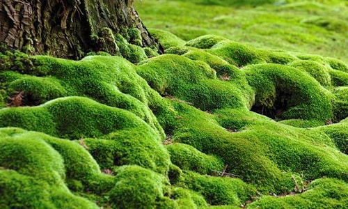 Moss