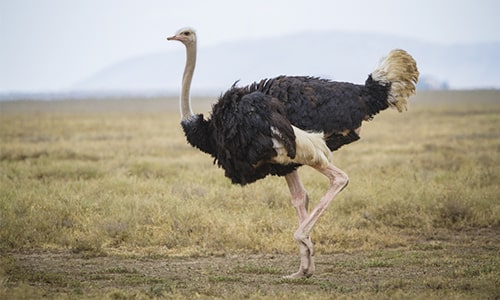 Ostrich