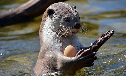 Otter