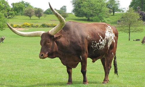 Ox