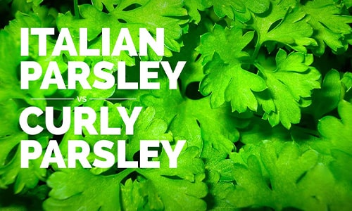 Parsley