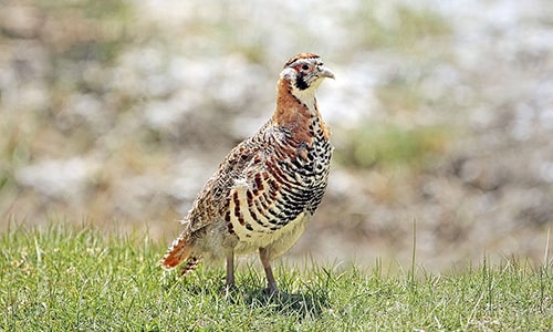 Partridge