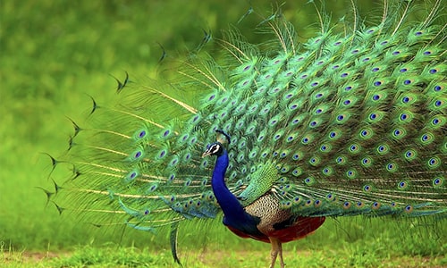 Peacock