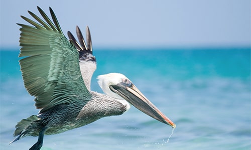 Pelican