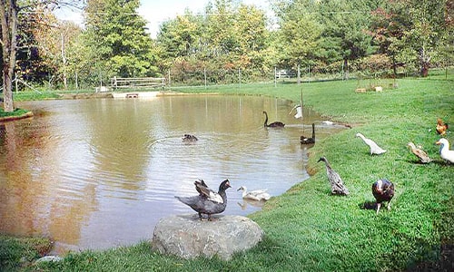 Pond