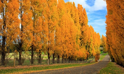 Poplars