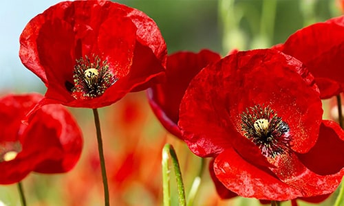 Poppies