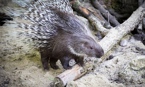 Porcupine