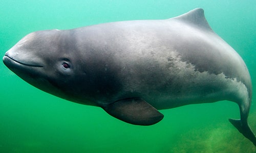 Porpoise