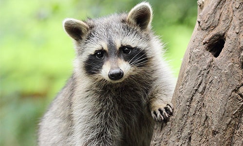 Raccoon