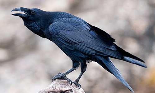 Raven