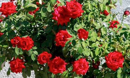 Rosebush