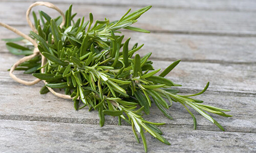 Rosemary