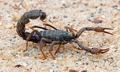 Scorpion