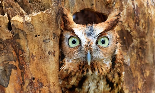 Screech Owl