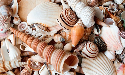 Shells