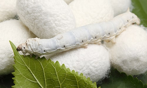 Silkworm