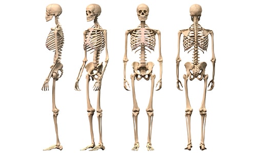 Skeleton