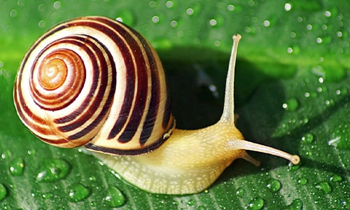 Snail