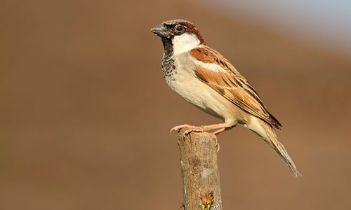 Sparrow