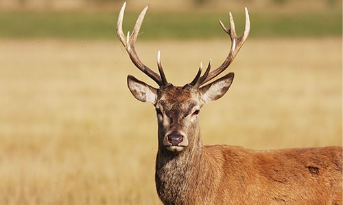 Stag