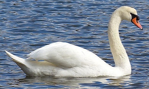 Swan
