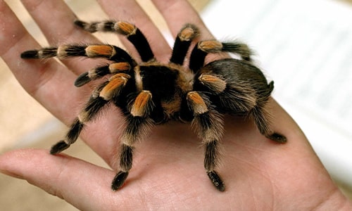 Tarantula