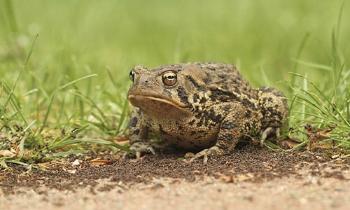 Toad