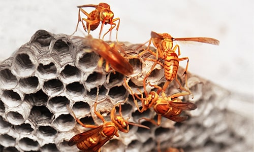 Wasp