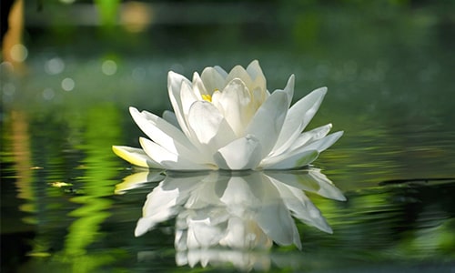 Water Lily