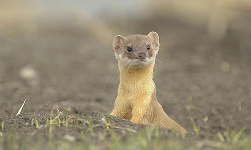 Weasel