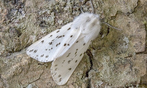 White Moth