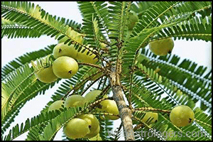 Amla