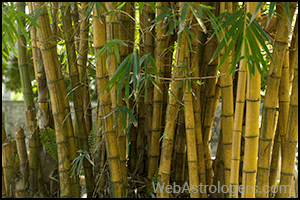 Bamboo