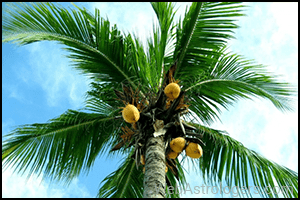 Coconut (Nariyal)