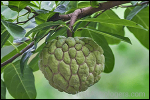 Custard apple (Sitaphal)